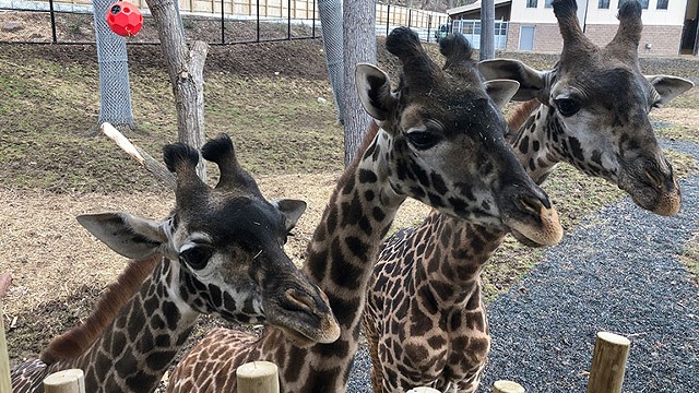 masai-giraffes-2019-keeper-azzara.jpg