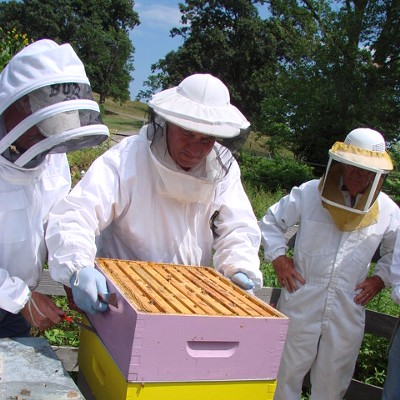 Inspecting hives