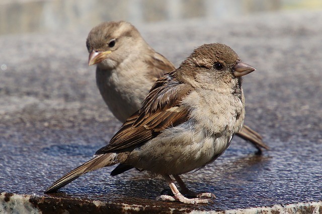 sparrows-3422216_640.jpg