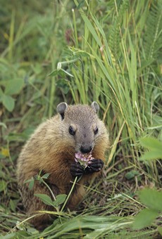 City Council President Lovely Warren wants a plan for tackling Rochester's groundhog invasion.