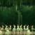 DANCE | Shanghai Ballet/Galumpha Dance