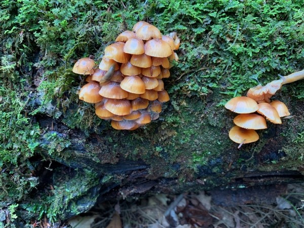 Advanced hike registration preferred, but tickets will be available at the door. Space is limited on fungi hikes.