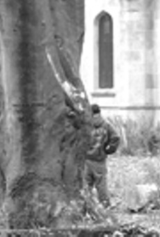 In Mt.HopeCemetery, a worker prepares to remove a giant beech tree.