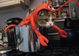 lobster_kitty_jpg-magnum.jpg