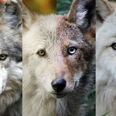 Learn About Wolves from the Wolf Conservation Center