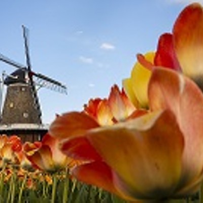 Let the Sunshine in: A Tulip Adventure in Holland, Michigan