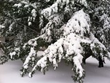 c0eb388e_snowy_tree.jpg