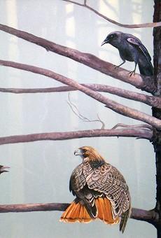 "Shattered Silence (Red-Tailed Hawk and Crows)" by Ray Easton is part of the Oxford Gallery's current exhibit.