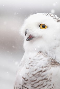 Snowy owl sightings are being reported around Rochester.