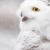 Snowy owls sightings