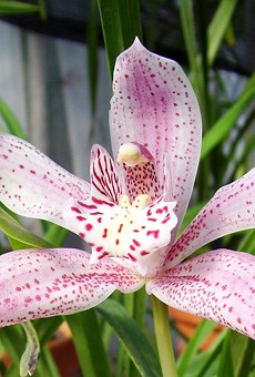 SPECIAL EVENT | Orchid Show &amp; Sale