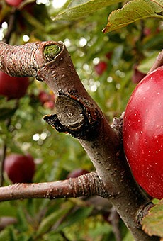 The Apple Farm in Victor has hiking trails that take you to Ganondadagan State Historic Site as well as Boughton Park.