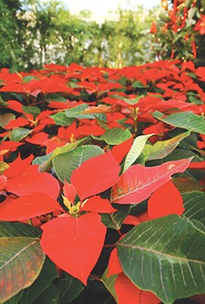 The Highland Park Conservatory will host its annual poinsettia show starting November 23.