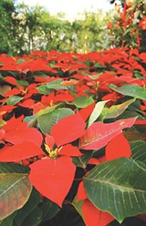 FILE PHOTO - The Highland Park Conservatory will host its annual poinsettia show starting November 23.