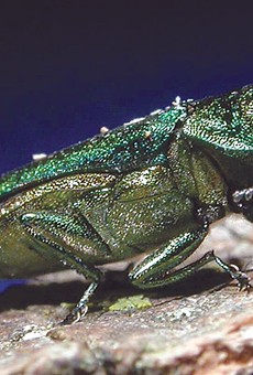 Transporting firewood could spread the tree-killing emerald ash borer, a destructive invasive species.