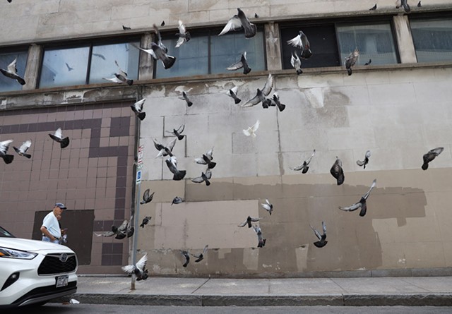 Rambunctious pigeons flock for their lunch on Division Street in downtown Rochester. - PHOTO BY MAX SCHULTE
