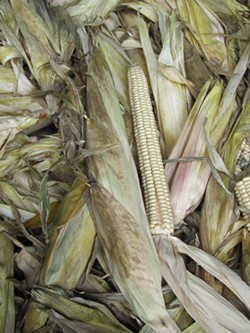 "White corn is a slower food source. It takes a while for the body to absorb and use," Jemison says. - PHOTO PROVIDED