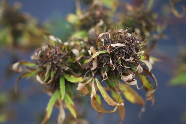 Dried hemp buds left on the plant. - PHOTO BY MAX SCHULTE