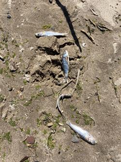 State officials say cold water is likely to blame for the deaths of the fish washing up on Durand Eastman Beach. - PHOTO BY JEREMY MOULE
