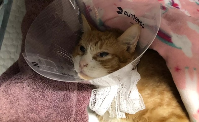 Rosie, a cat rescued by Keller's Kats, suffered blunt force trauma and required surgeries to both hips and a pin inserted in her spine. - PHOTO COURTESY OF KELLER'S KATS RESCUE INC.