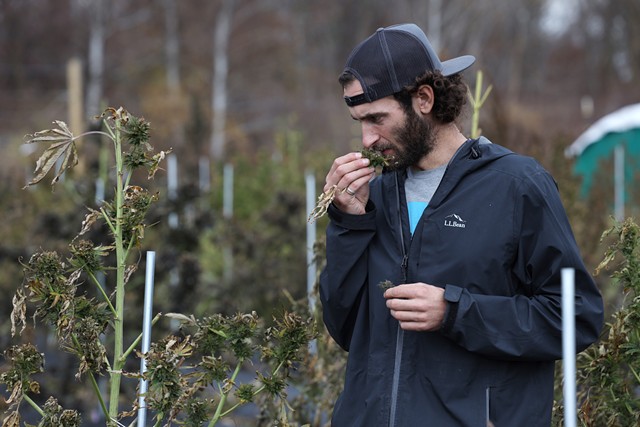 Zach Sarkis of Growing Family Farm inspecting the last bits of bud remaining on the 2020 hemp crop. - PHOTO BY MAX SCHULTE