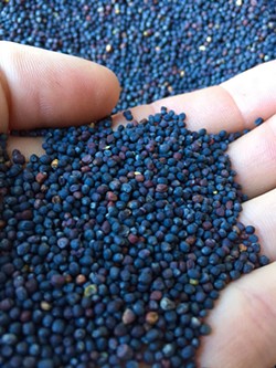 Organic Lacinato kale seeds. - PHOTO PROVIDED