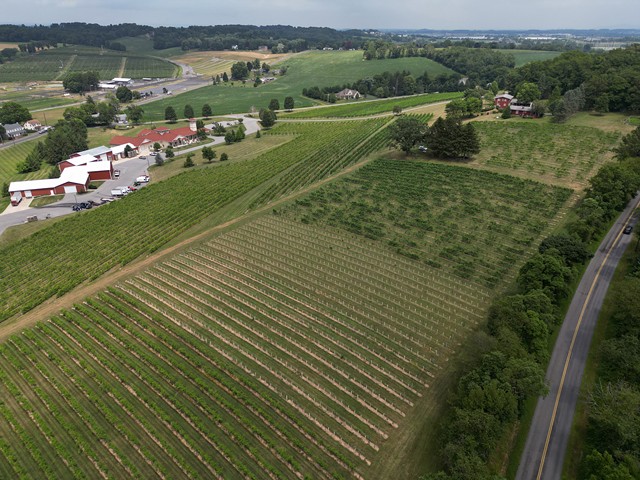 An overhead view of Clover Hills shows where new vines were planted to replace those destroyed by the lanternfly. - PHOTO BY MAX SCHULTE