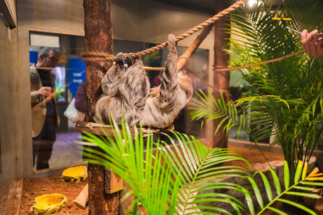 Sash the two-toed sloth is part of RMSC's new live animals exhibit that emphasizes slowness — in speed, metabolism, and more — as a survival skill. - IMAGE PROVIDED