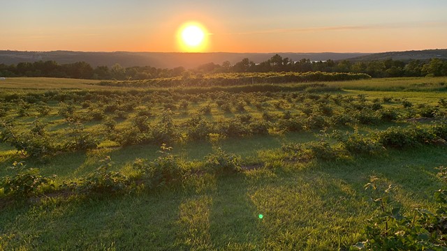 Richard McCollough, a meteorologist and media professional by trade, grows berries and other plants for herbal teas at Weatherfield Farm near Conesus Lake. - PATRICK HOSKEN