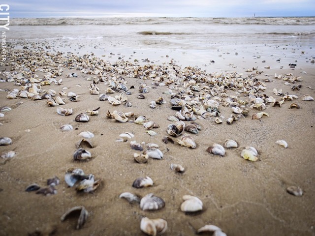 Shells from invasive zebra and quagga mussels continue to wash up on Ontario Beach. - PHOTO BY KEVIN FULLER
