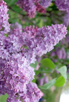 A very different Lilac Festival is around the corner