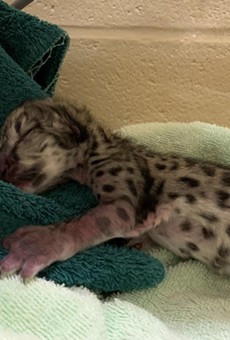 Timila, Seneca Park Zoo’s 4-year-old snow leopard, has given birth to one male cub.