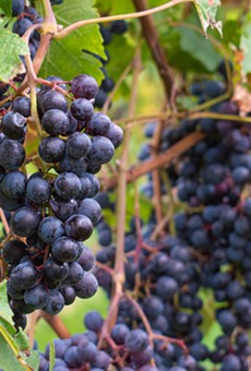 Grapes on the vine at Hosmer Vineyards.