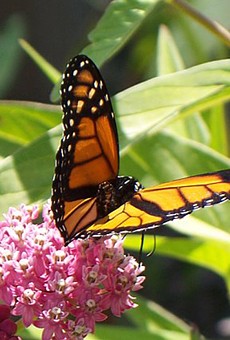 The Seneca Park Zoo is working with the State Department of Transportation to protect monarch butterfly habitat, especially milkweed, along a stretch of I-390 near Mt. Morris.