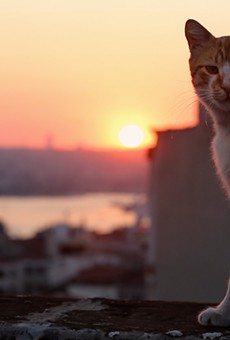 Kamil, one of several feline
subjects of the Turkish documentary "Kedi."