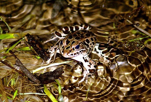 northern-leopard-frog-john-adamski.jpg