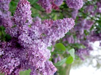 Rochester's Lilac Festival will return in 2022 with three-weekend format