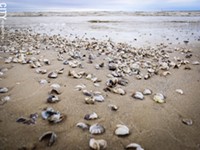 Shells spell distress