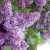 Rochester's Lilac Festival will return in 2022 with three-weekend format