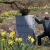 They call him 'The Daffodil Man' of Mount Hope Cemetery