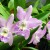 SPECIAL EVENT | Annual Spring Orchid Show