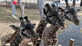 Uploaded by Seneca Park Zoo