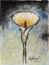 Calla Lily - Uploaded by Frank Argento