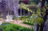 8_terrace_garden_wisteria.jpg