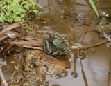 A Local Frog - Uploaded by Jeannie