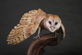 Barn Owl - Uploaded by Carver