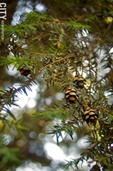 FILE PHOTO - Environmentalists are concerned about hemlock trees not only because of their graceful beauty but also because of their environmental value.