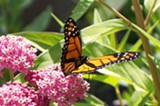 PROVIDED PHOTO - The Seneca Park Zoo is working with the State Department of Transportation to protect monarch butterfly habitat, especially milkweed, along a stretch of I-390 near Mt. Morris.