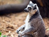 f24c8c6c_lemur-2015-mike-martinez-1-e1461546377600-800x600.jpg