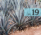 70fa05a3_july19_agave_2048x2048.png